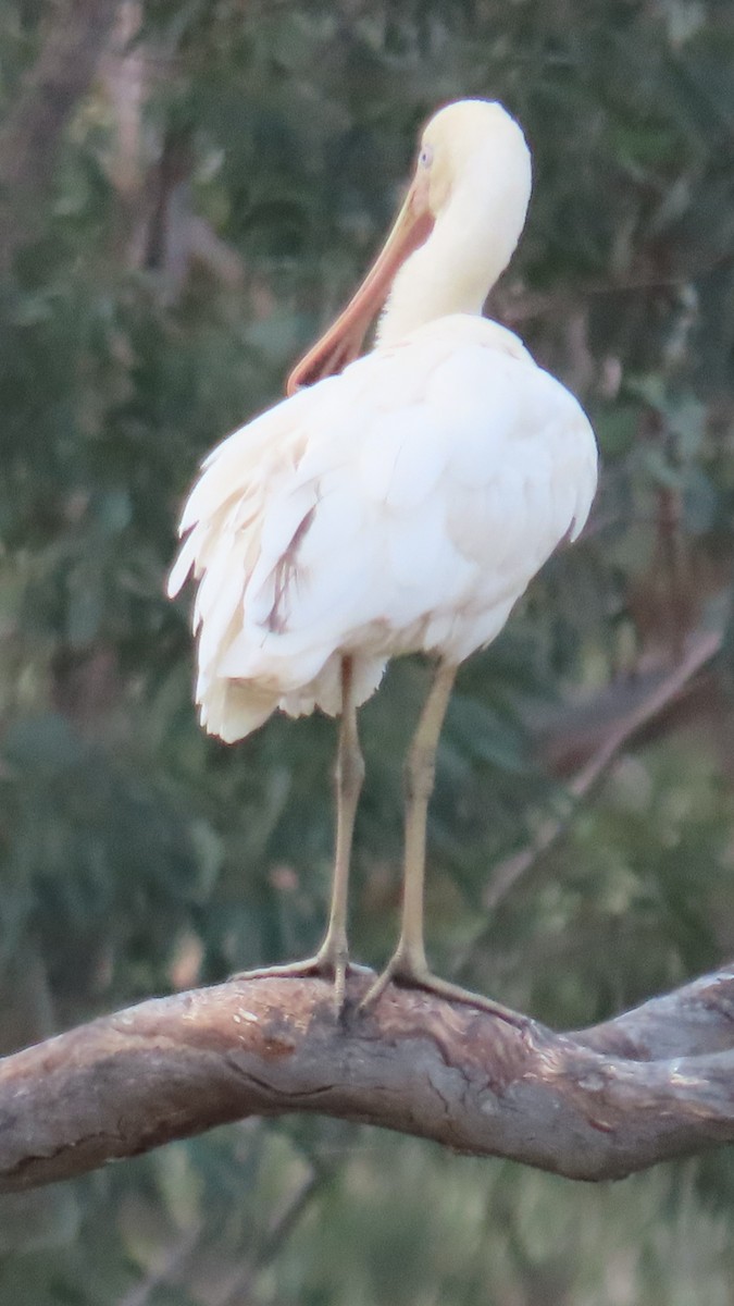 Yellow-billed Spoonbill - ML628262816