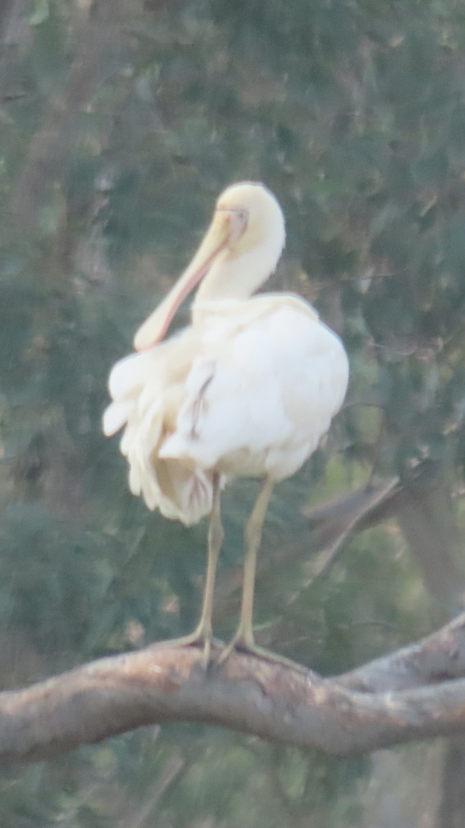 Yellow-billed Spoonbill - ML628262817