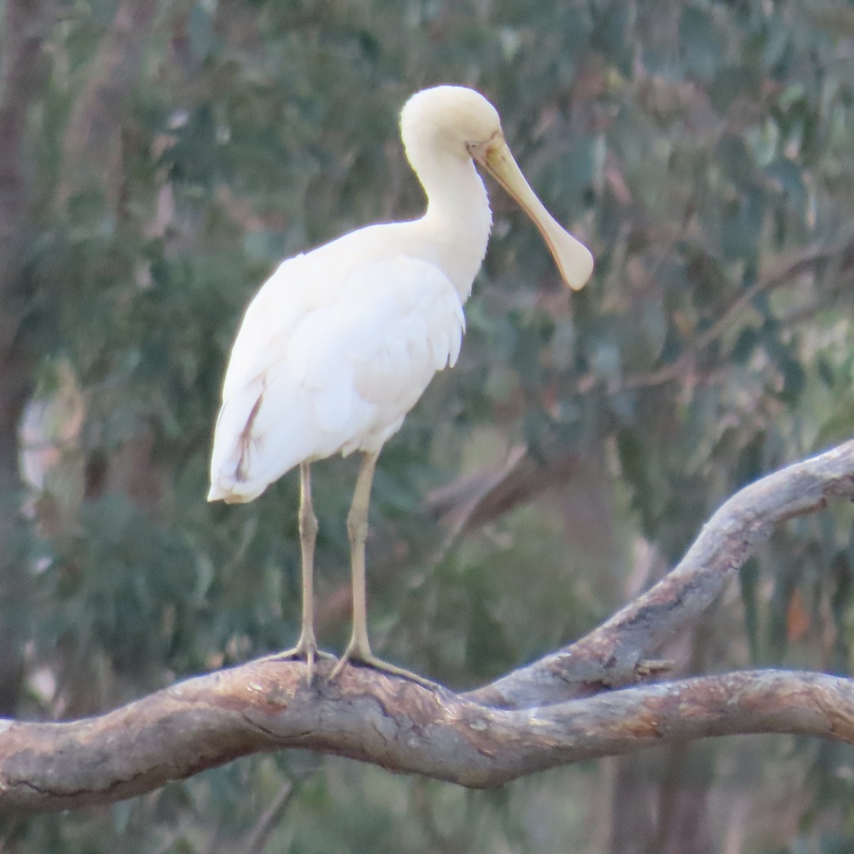 Yellow-billed Spoonbill - ML628262818