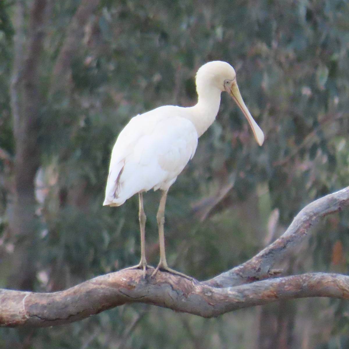 Yellow-billed Spoonbill - ML628262819