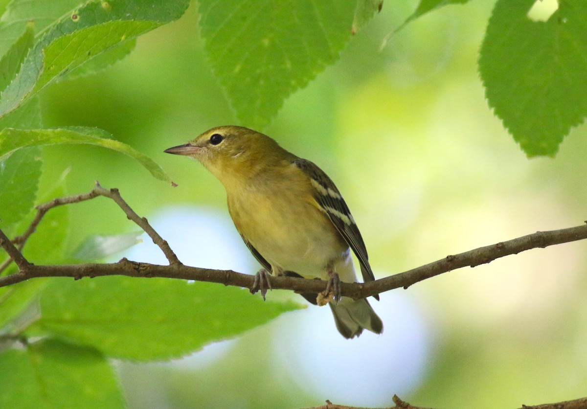 Bay-breasted Warbler - ML628262878
