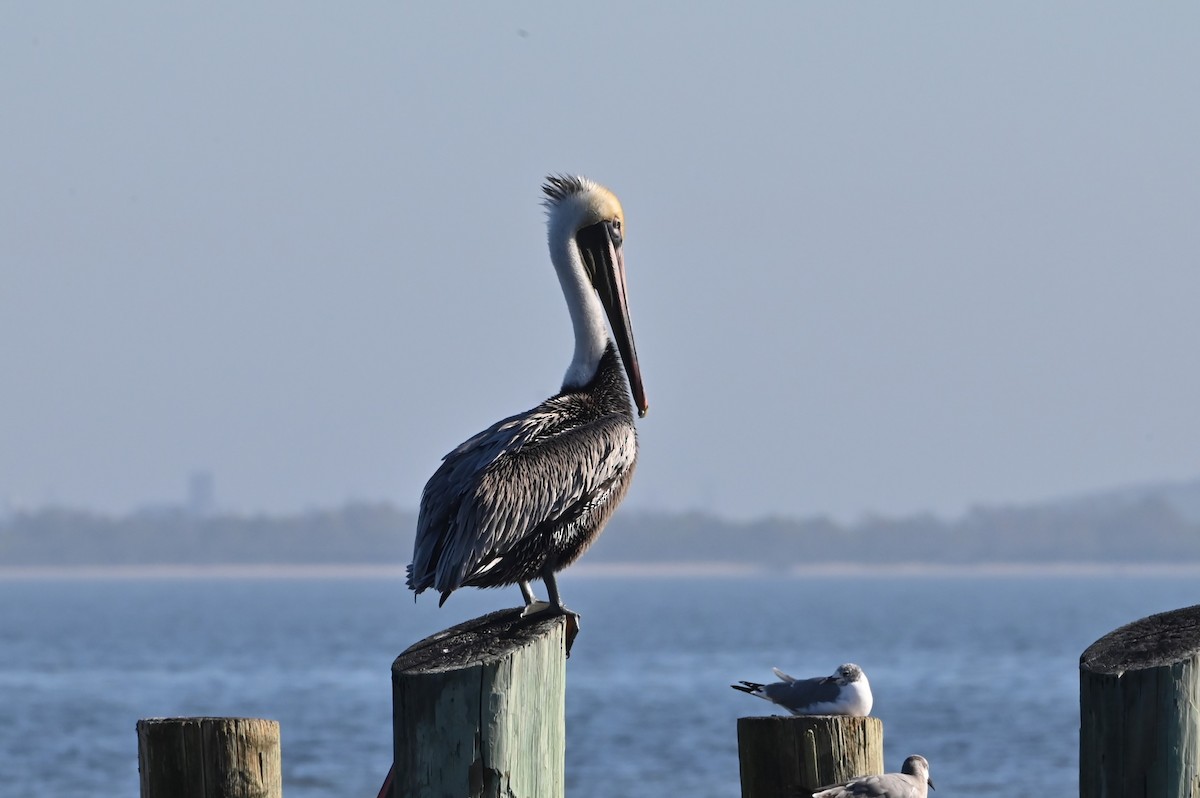 Brown Pelican - ML628263022