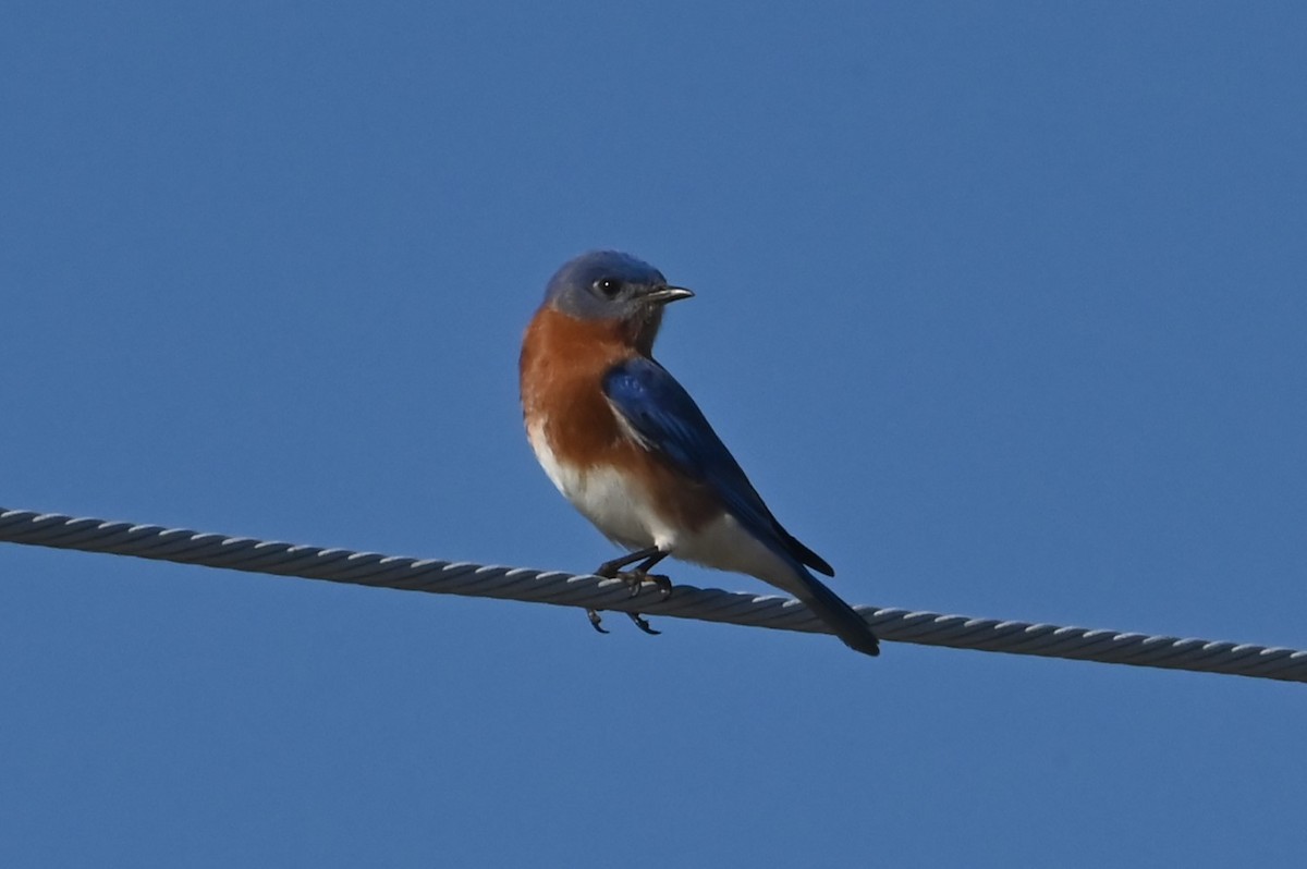 Eastern Bluebird - ML628263039