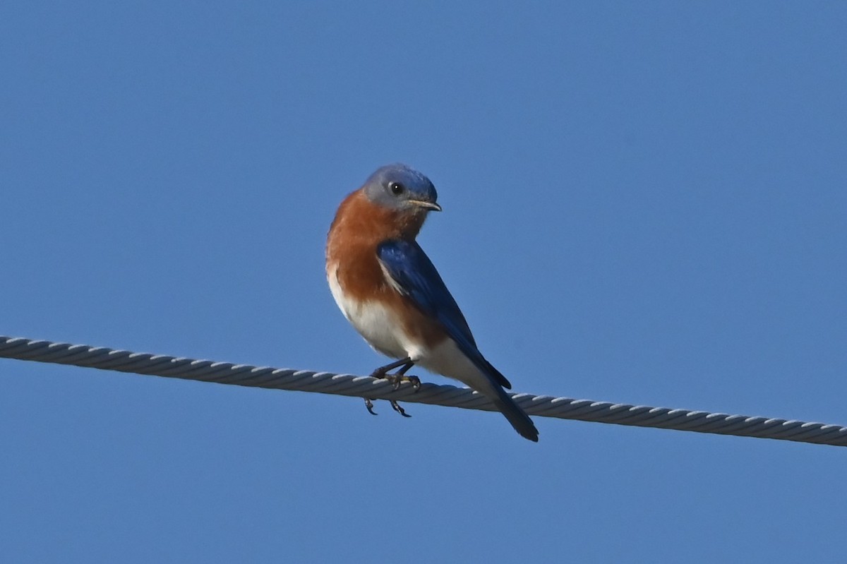 Eastern Bluebird - ML628263040