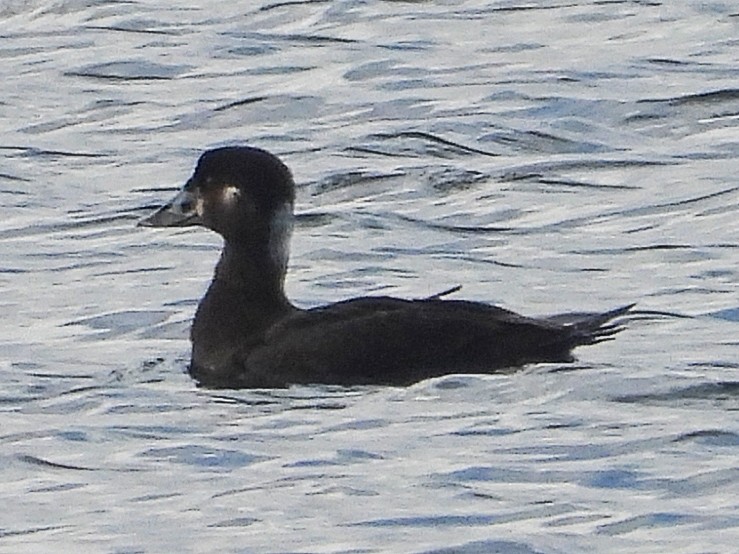 Surf Scoter - Jorge Plaza
