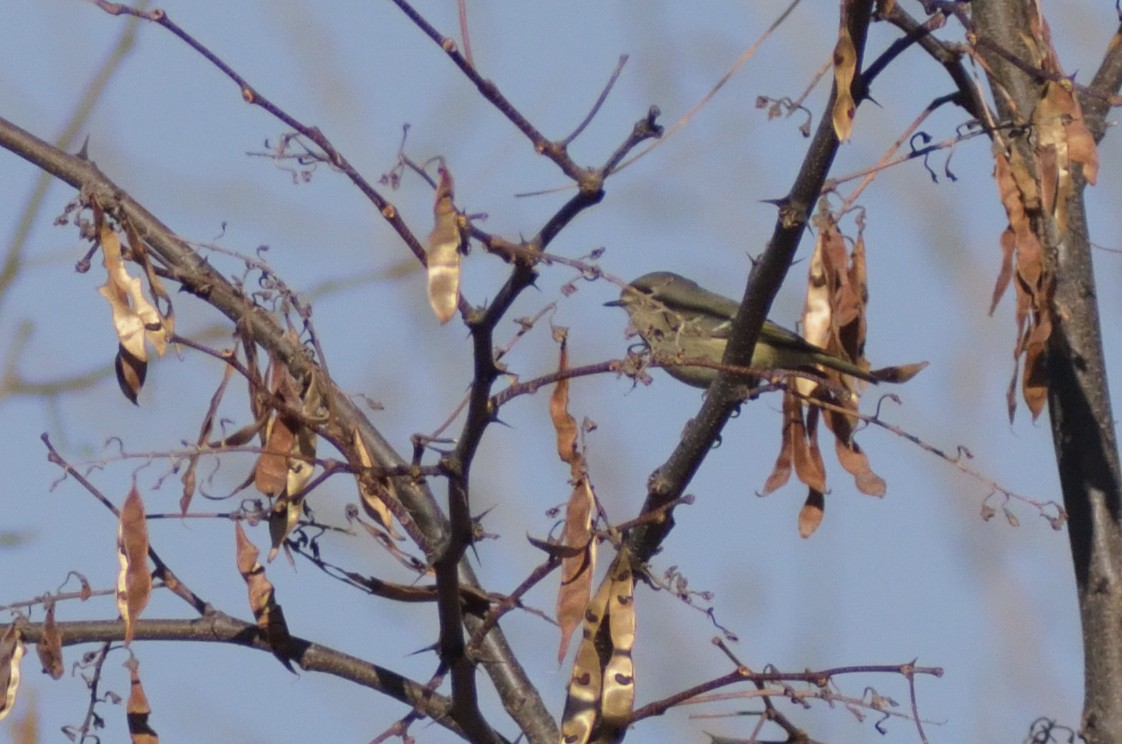 Ruby-crowned Kinglet - ML628263203