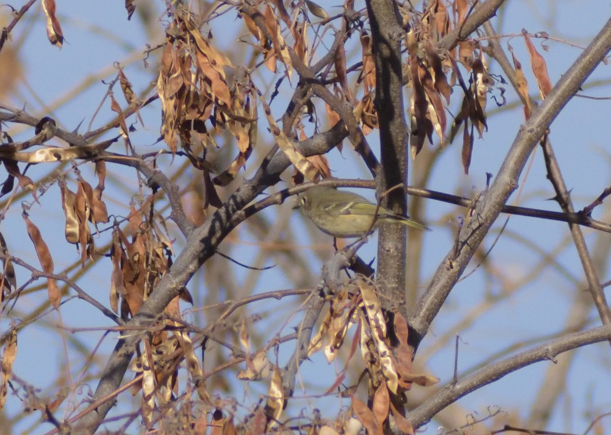 Ruby-crowned Kinglet - ML628263216