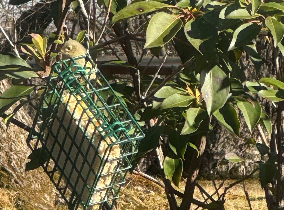 Ruby-crowned Kinglet - ML628263218