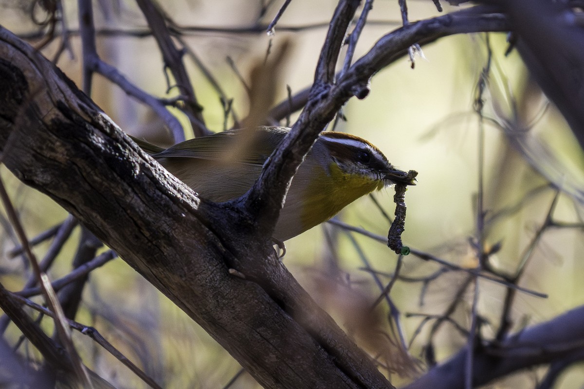 Rufous-capped Warbler (rufifrons Group) - ML628263256