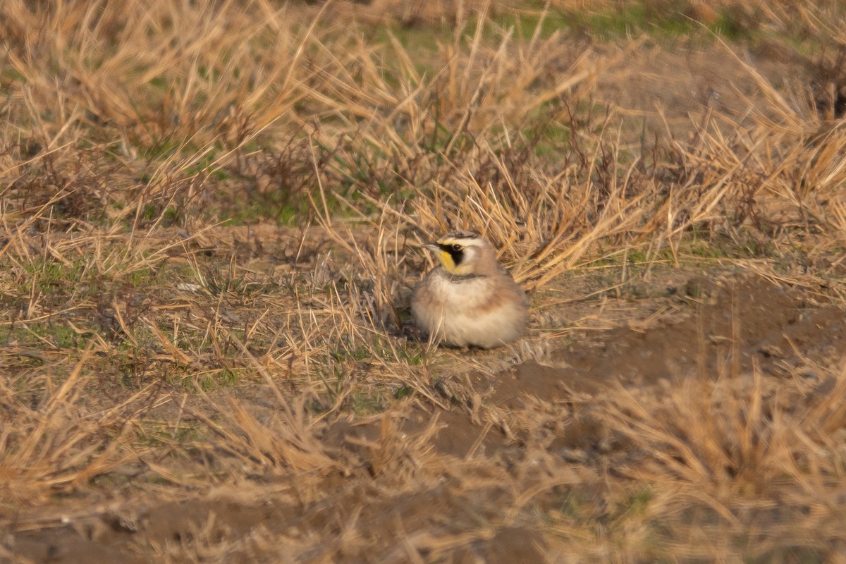 Horned Lark - ML628263391