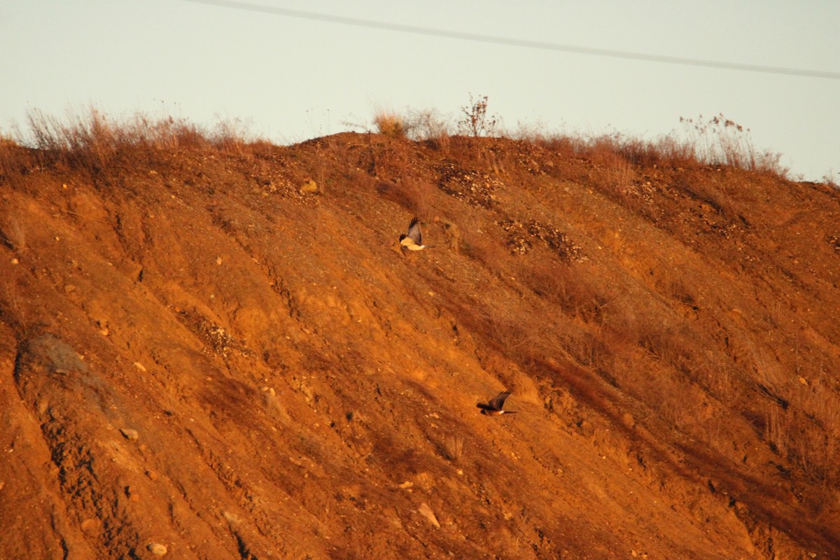 Northern Harrier - ML628263602