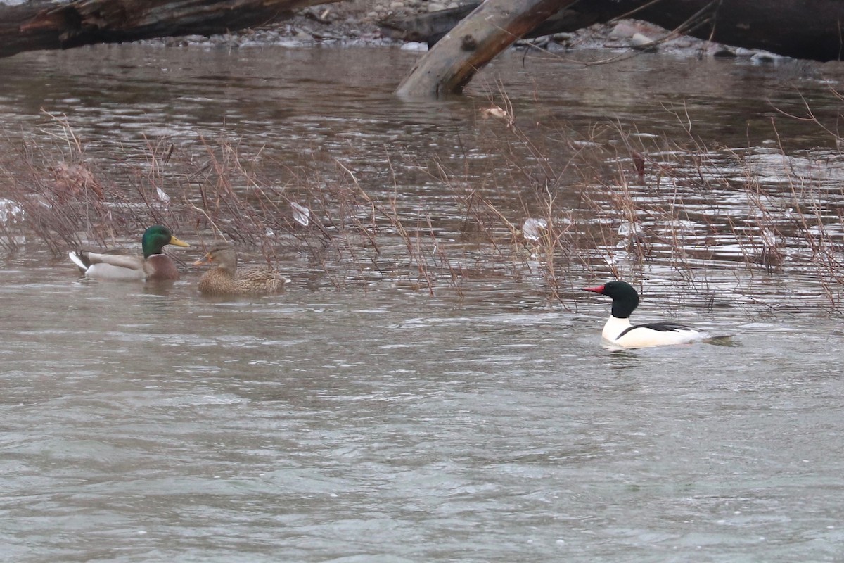 Common Merganser - ML628263644