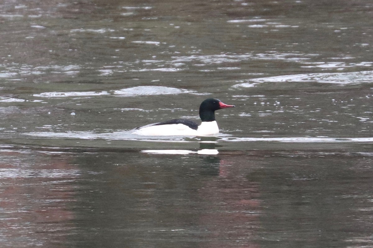 Common Merganser - ML628263650