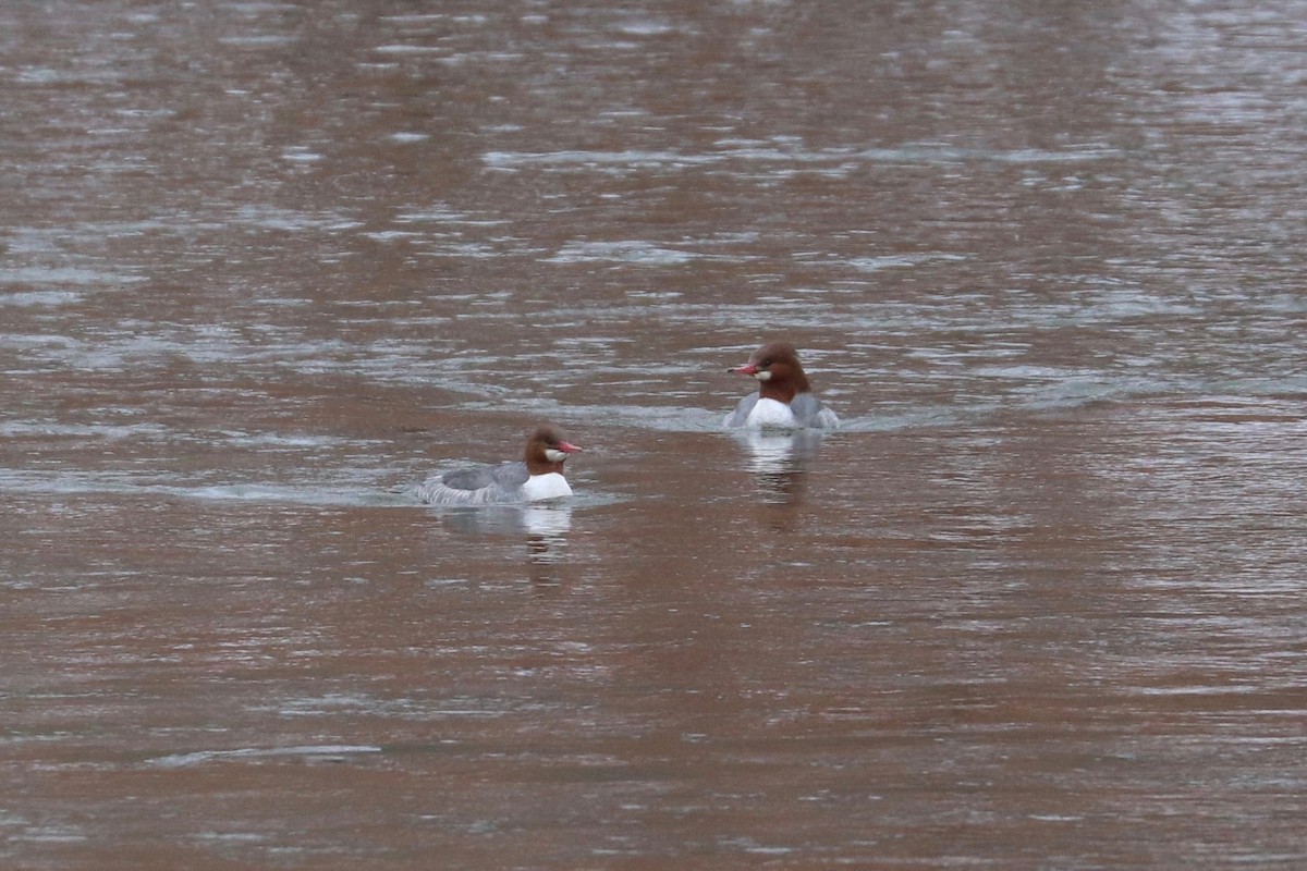 Common Merganser - ML628263651