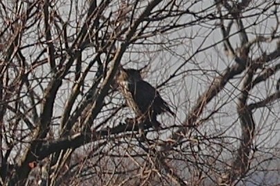 Great Horned Owl - ML628263680