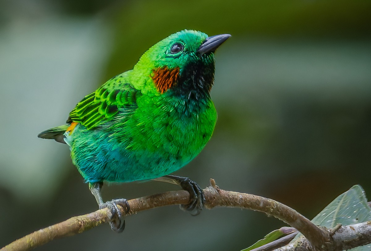 Orange-eared Tanager - ML628263696