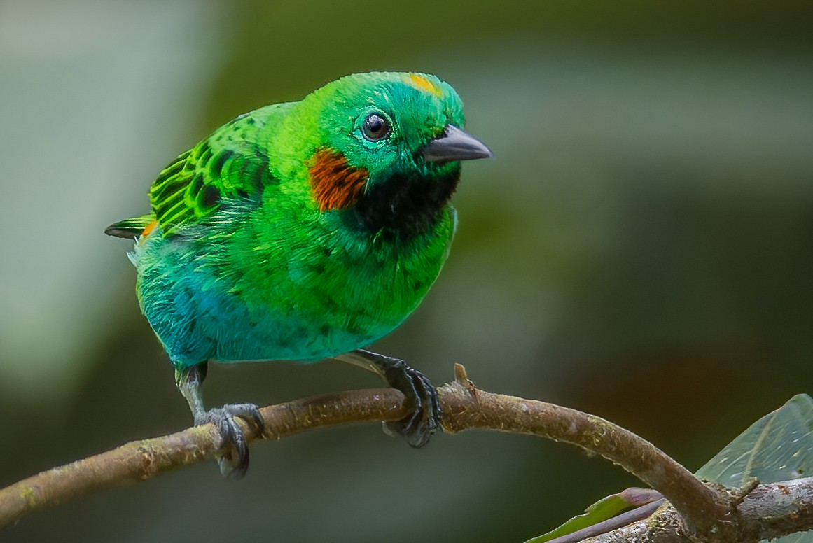 Orange-eared Tanager - ML628263697