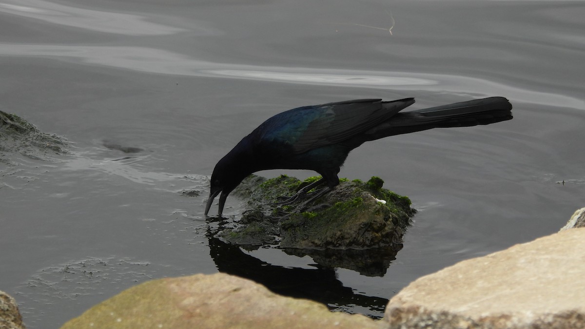 Boat-tailed Grackle - ML628263770