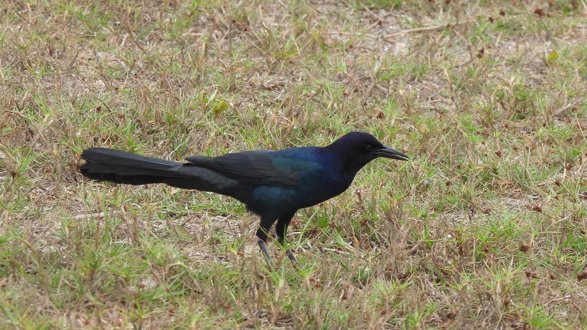 Boat-tailed Grackle - ML628263771