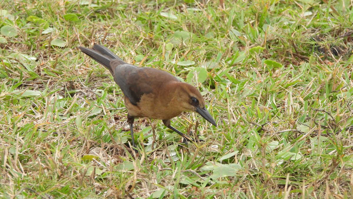 Boat-tailed Grackle - ML628263773