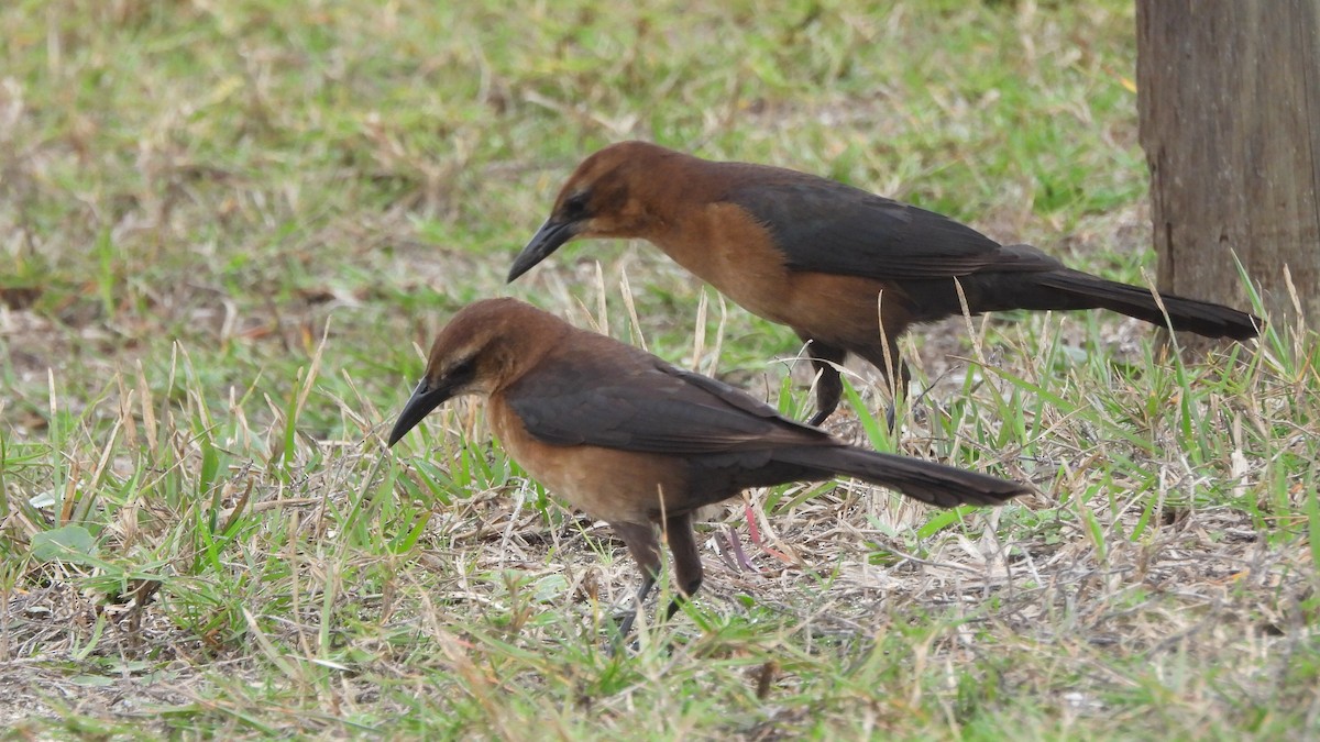 Boat-tailed Grackle - ML628263774