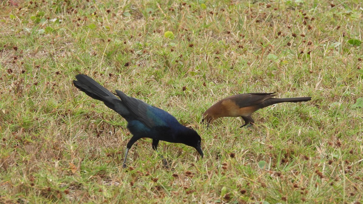 Boat-tailed Grackle - ML628263775