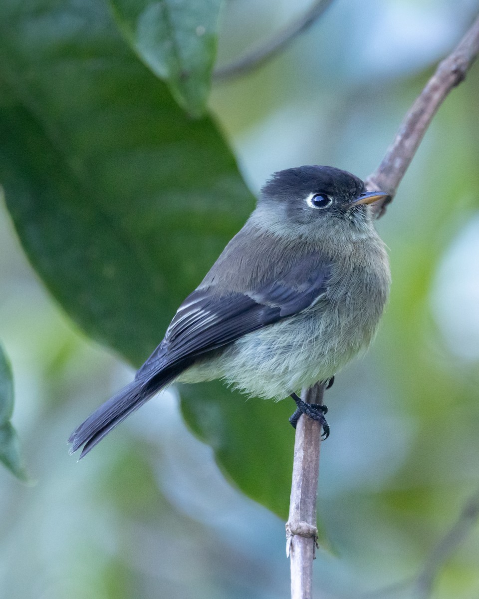 Black-capped Flycatcher - ML628263900