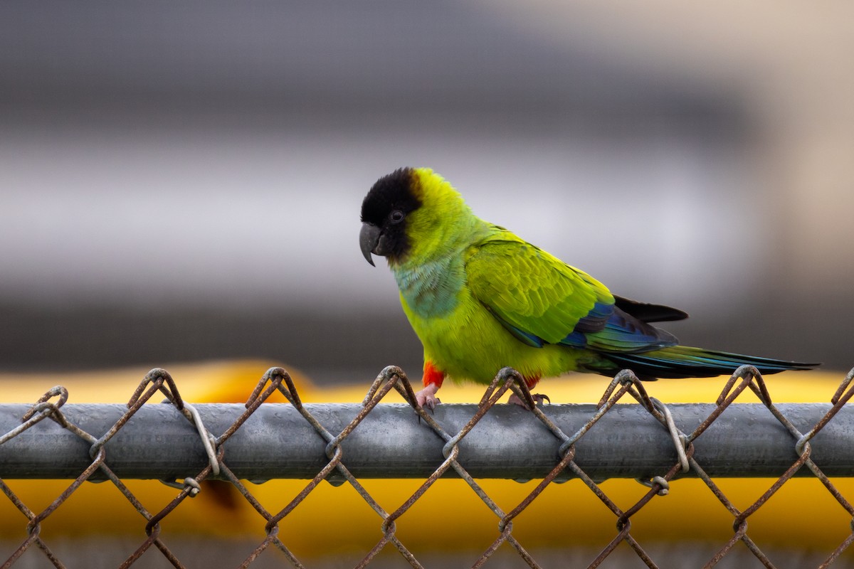 Nanday Parakeet - ML628264005