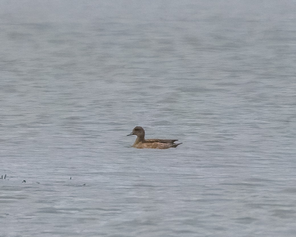American Wigeon - ML628264078