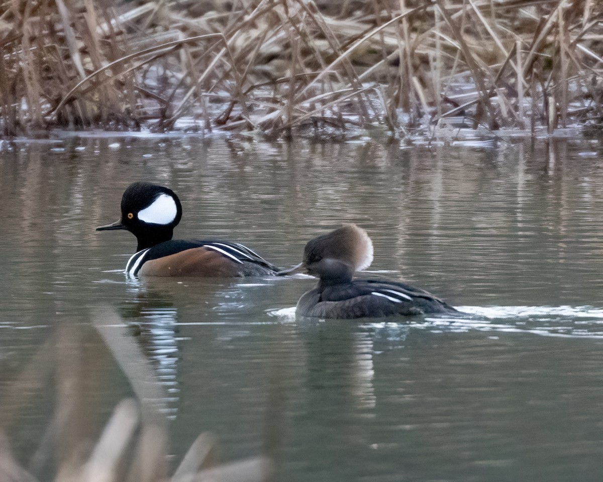 Hooded Merganser - ML628264109