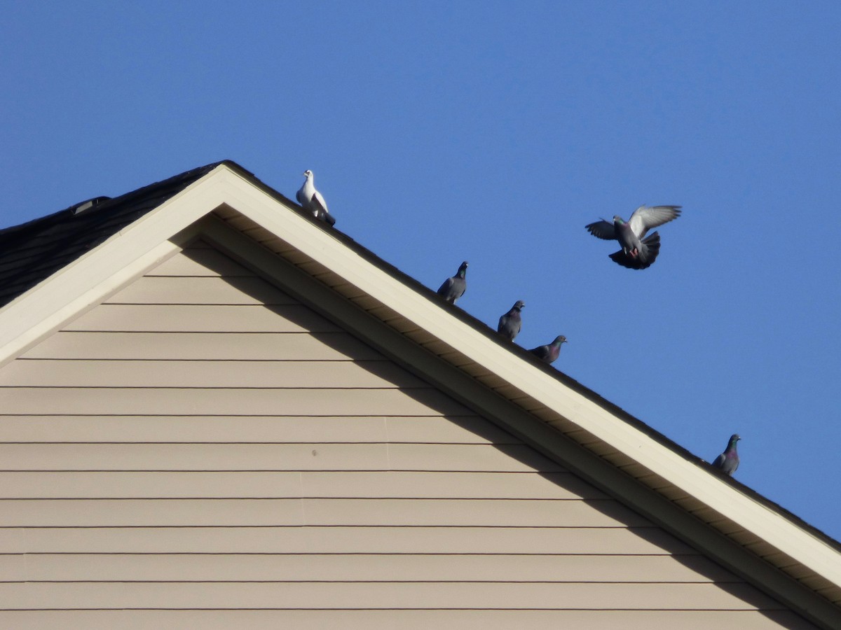 Rock Pigeon (Feral Pigeon) - ML628264114