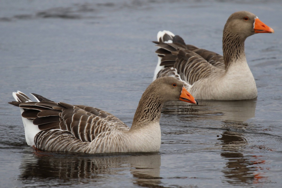 Graylag Goose (Domestic type) - ML628264205