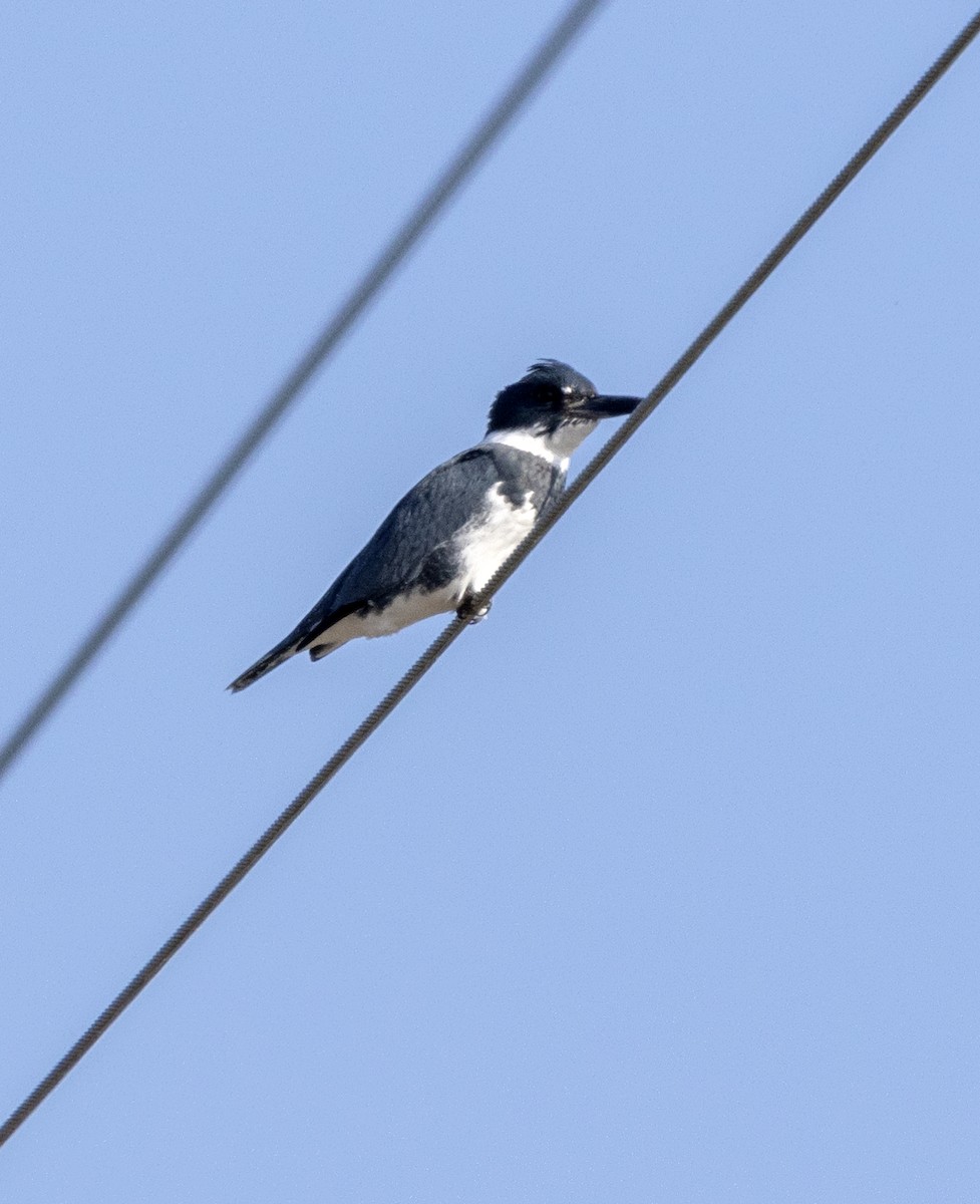 Belted Kingfisher - ML628264417