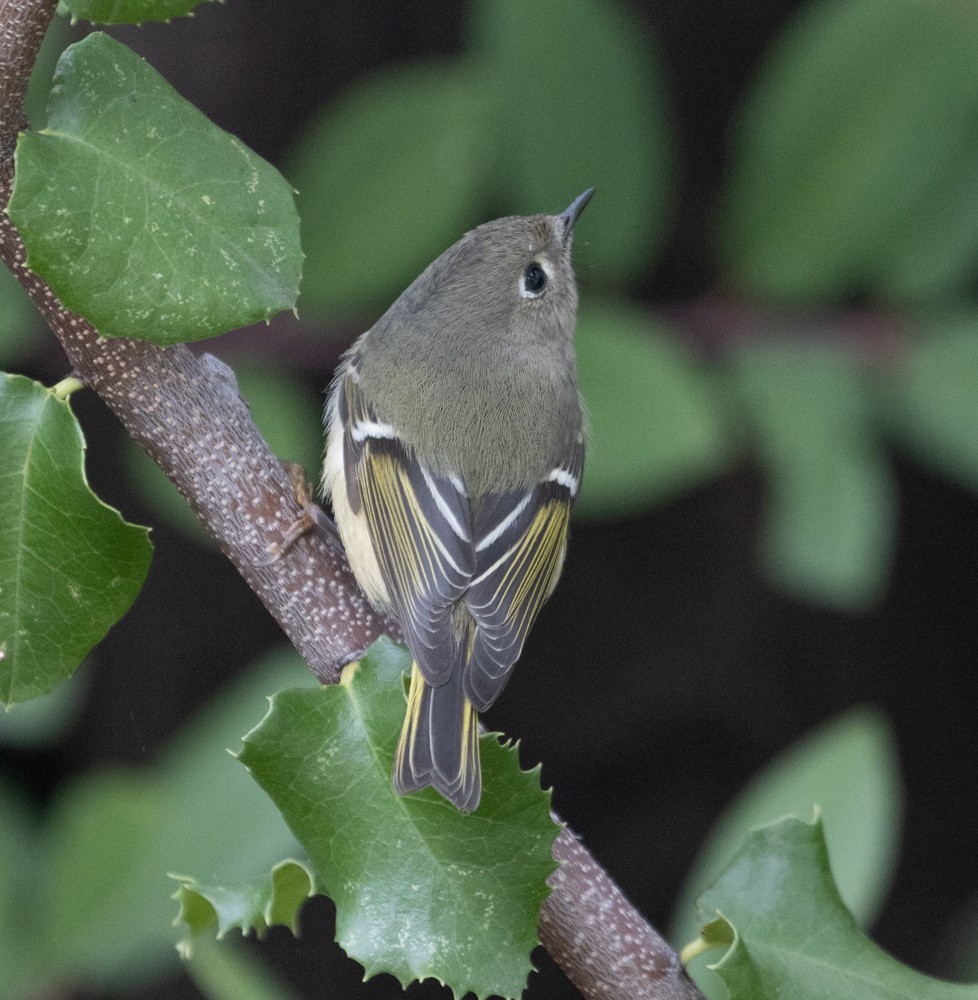 Ruby-crowned Kinglet - ML628264514