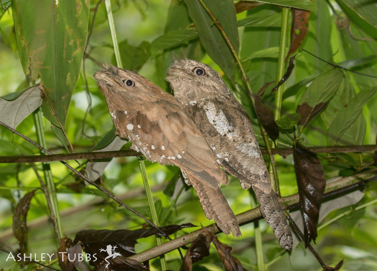 Sri Lanka Frogmouth - ML62826471