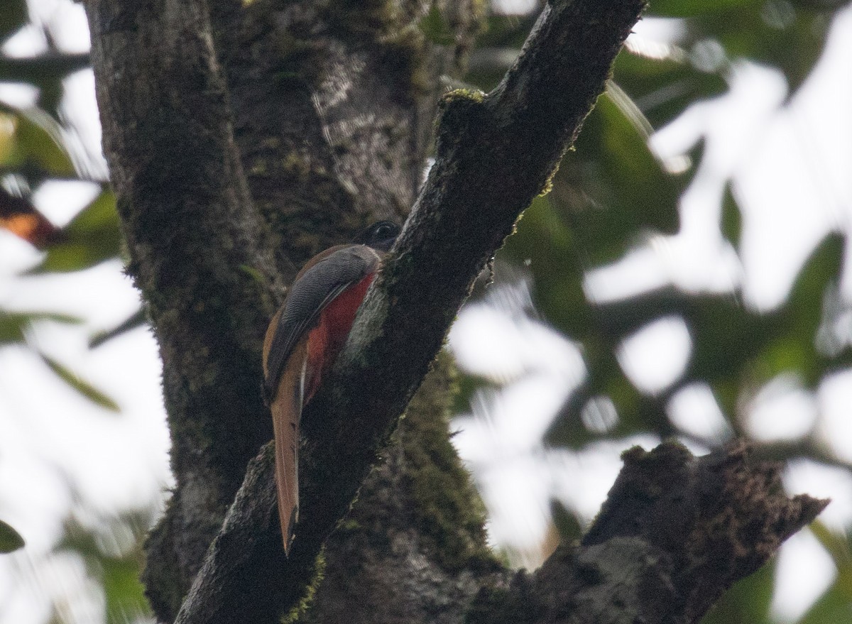 trogon indický - ML62826481