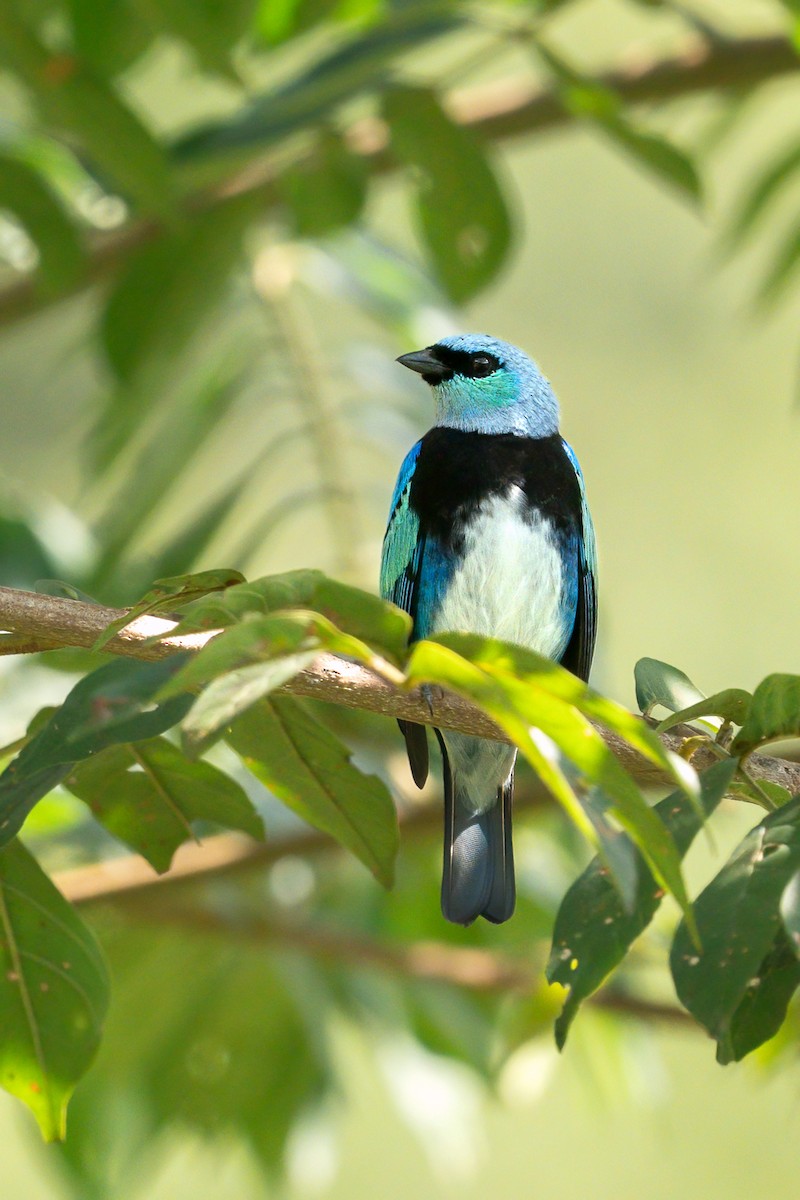 Masked Tanager - ML628264868