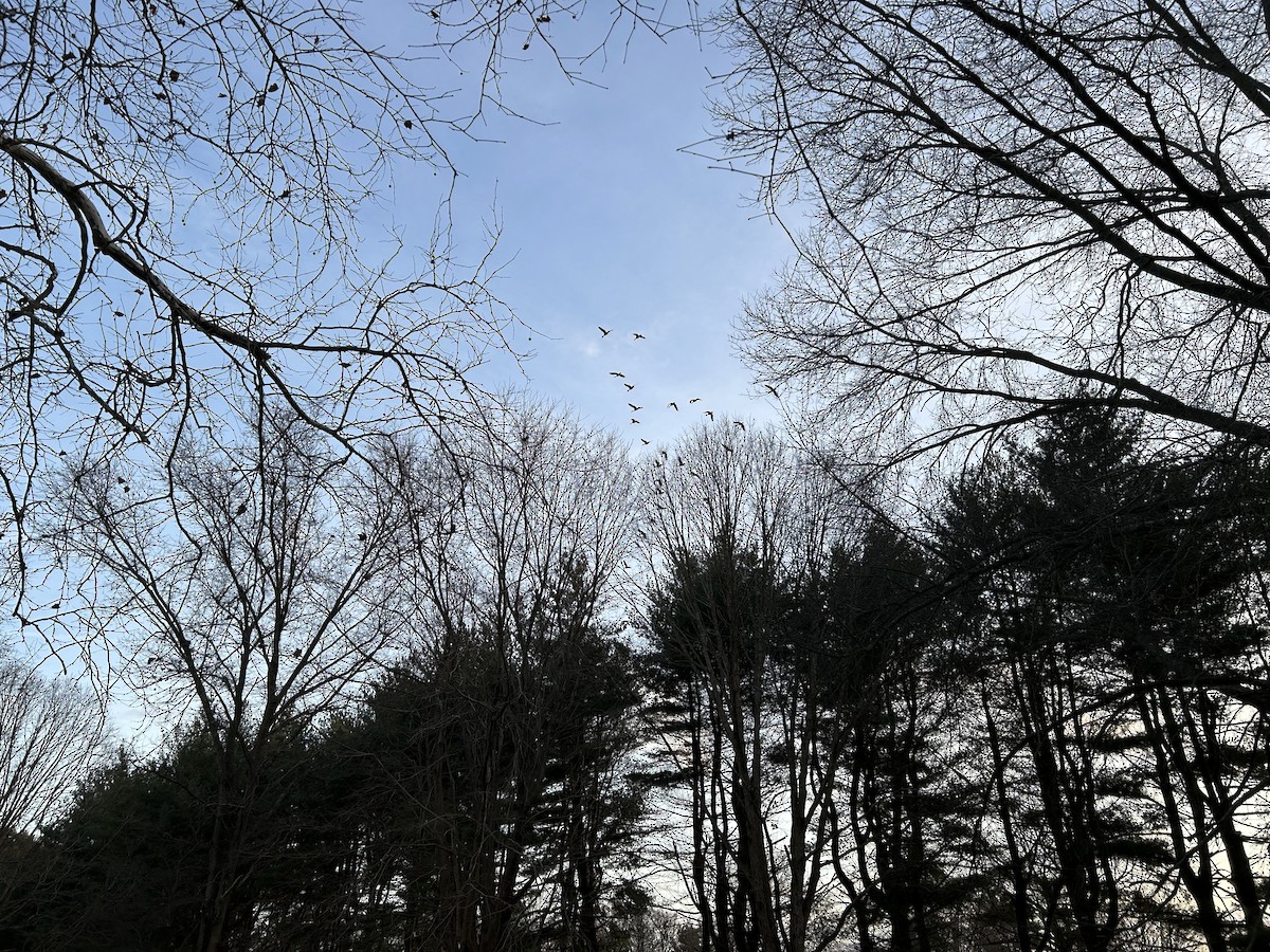 Canada Goose - ML628264878