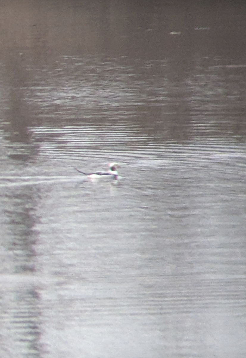 Long-tailed Duck - ML628264949