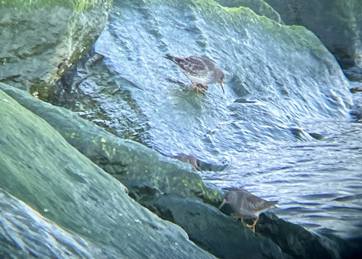 Purple Sandpiper - ML628264977