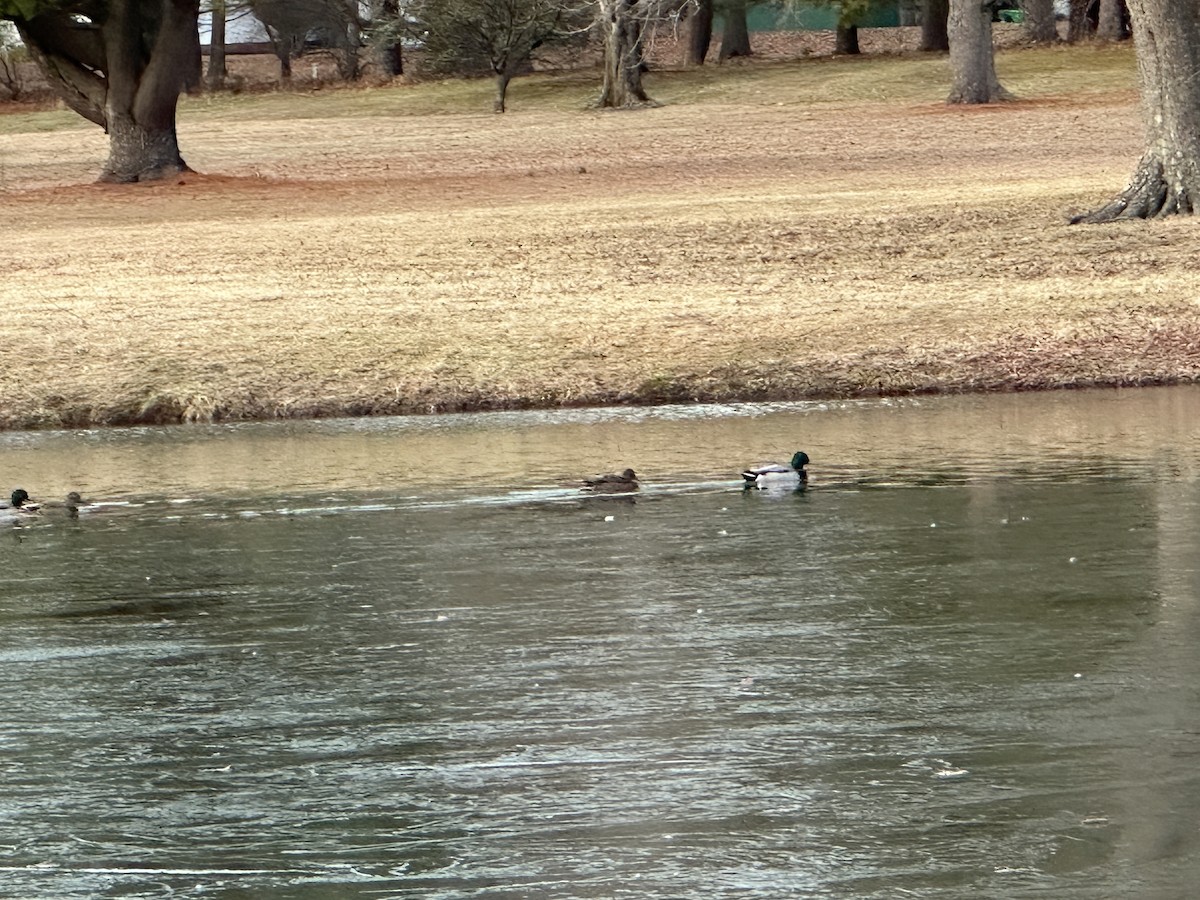 Mallard - ML628265007