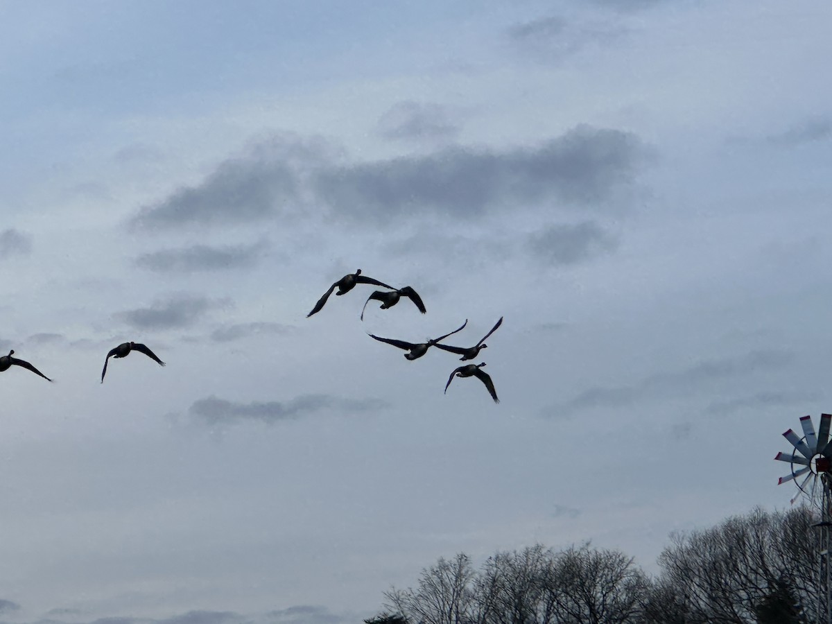 Canada Goose - ML628265012