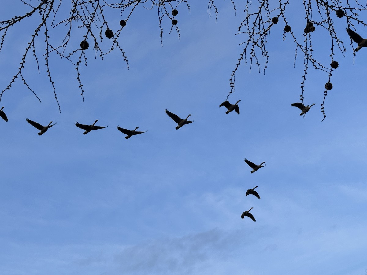 Canada Goose - ML628265013