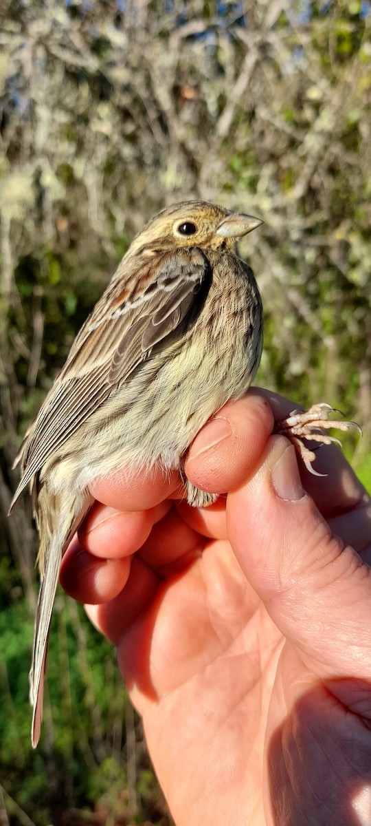 Cirl Bunting - ML628265041