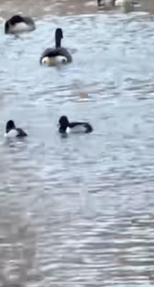 Ring-necked Duck - ML628265102