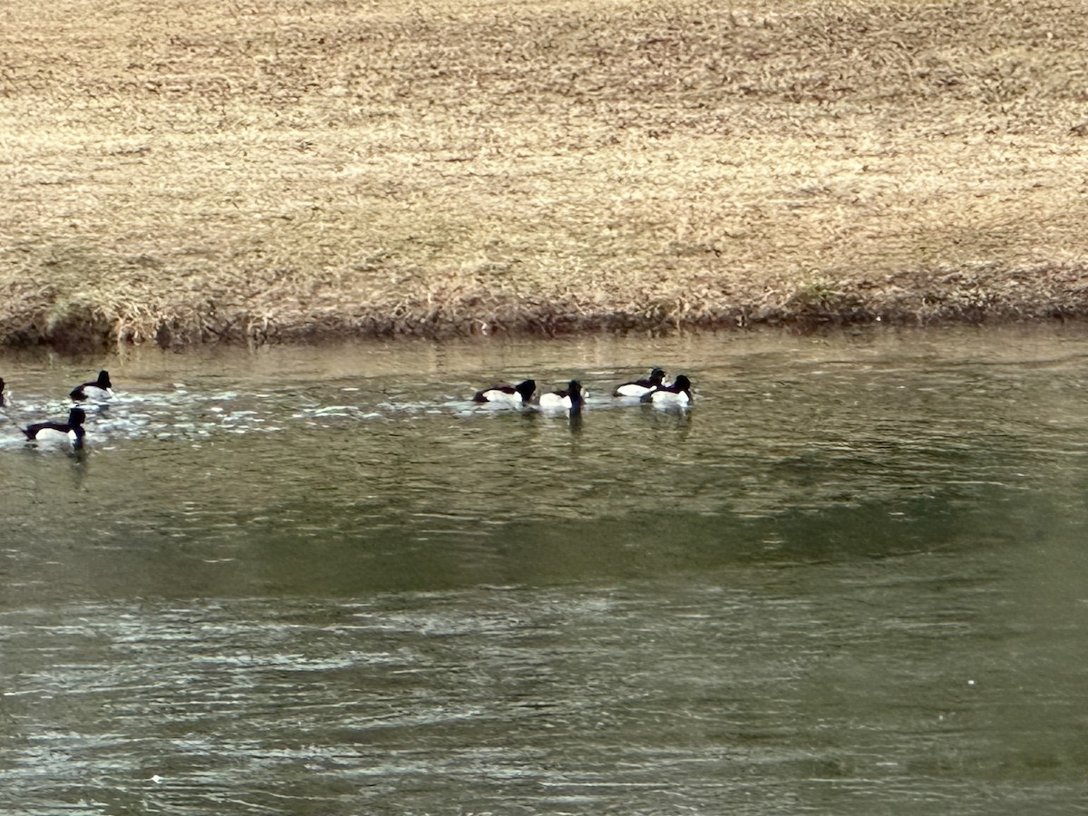 Ring-necked Duck - ML628265103