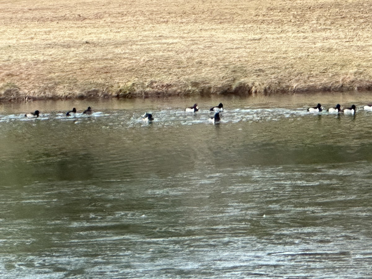 Ring-necked Duck - ML628265104
