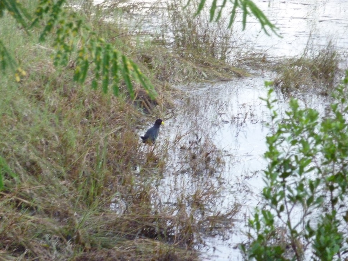 Black Crake - ML628265348