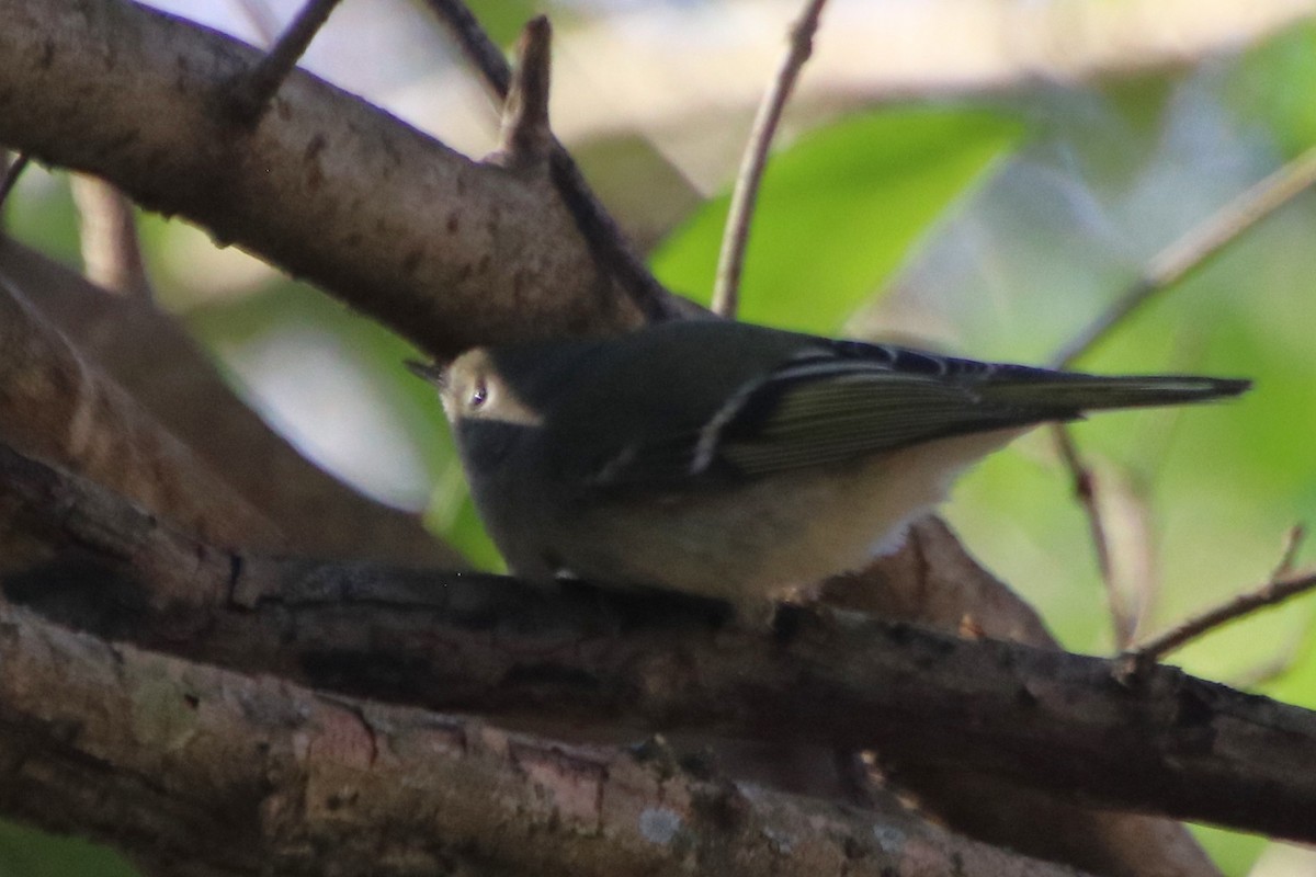 Ruby-crowned Kinglet - ML628265382