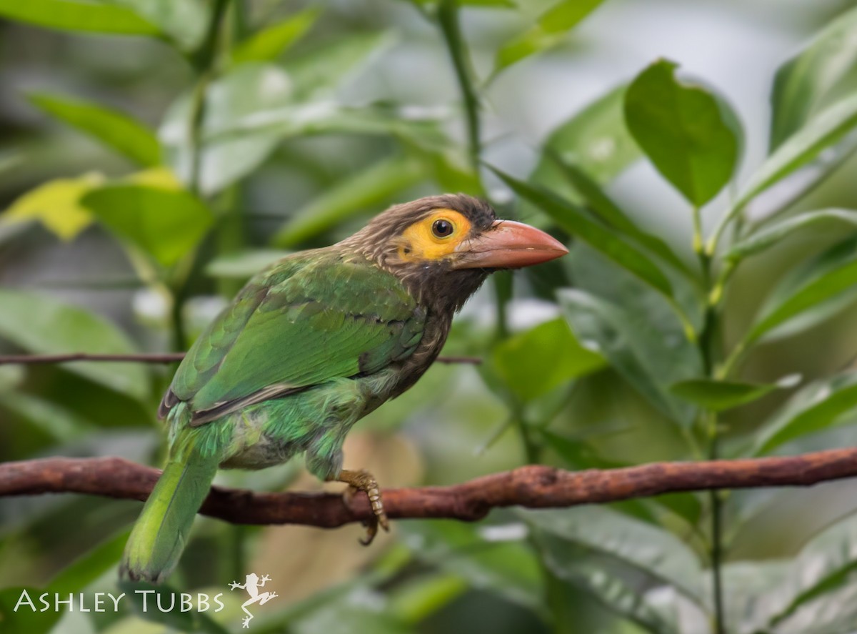 Brown-headed Barbet - Ashley Wahlberg (Tubbs)